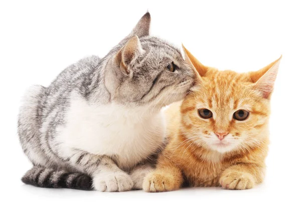 iki küçük yavru kedi.