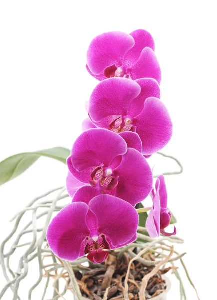 Boeket orchideeën. — Stockfoto