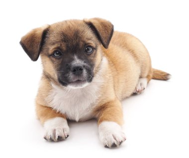 Küçük köpek izole.