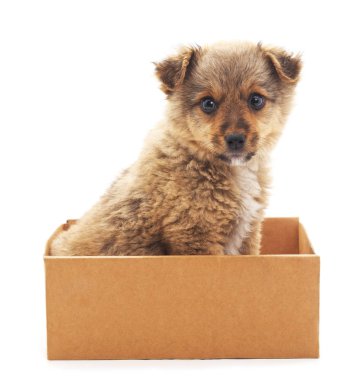 kutunun içinde köpek yavrusu.