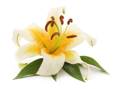 Beyaz Zambak yaprakları ile.