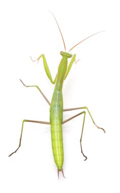 Büyük yeşil mantis.
