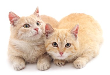 iki küçük yavru kedi.