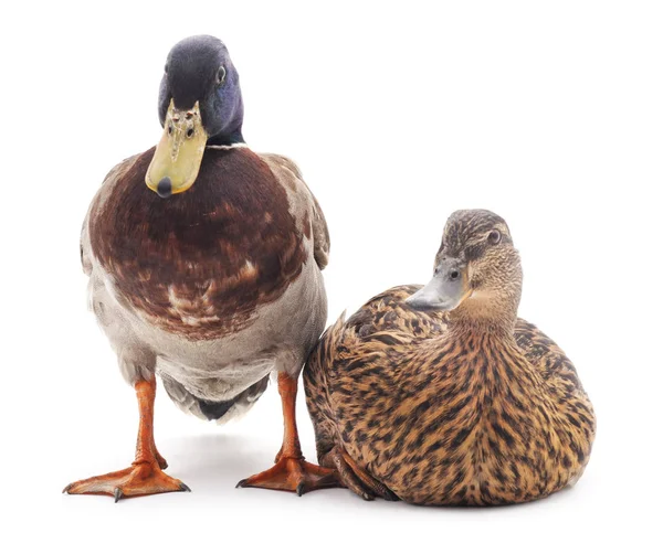 Dwa dzikie kaczki. — Zdjęcie stockowe