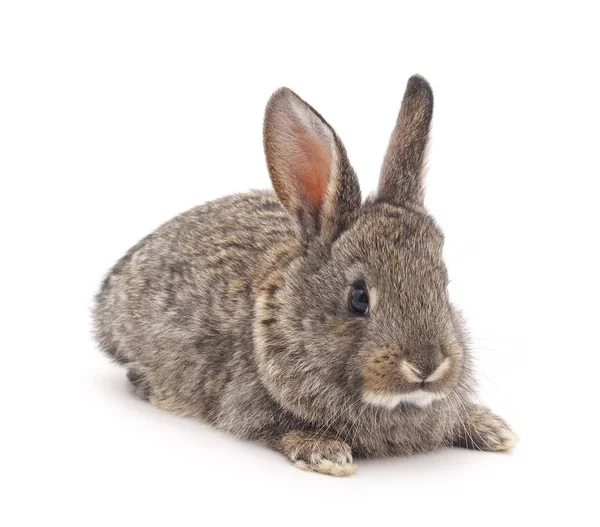 1 회색 토끼. — 스톡 사진