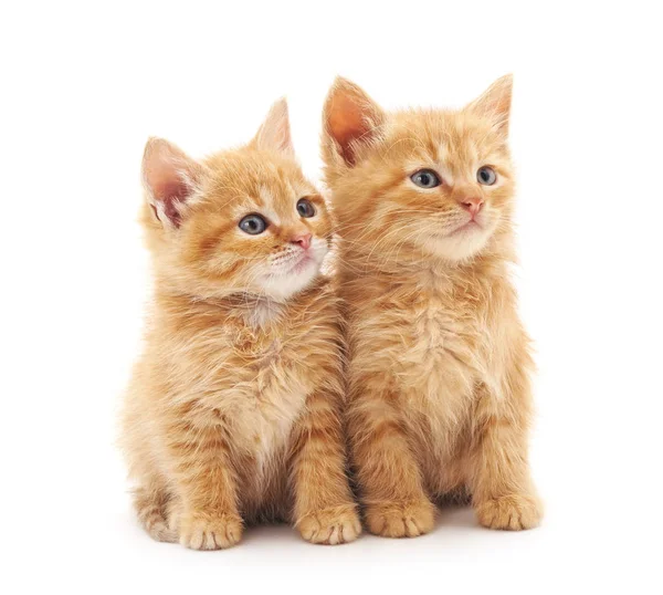 Dos gatitos. . — Foto de Stock