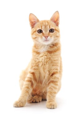 izole kırmızı kedi.