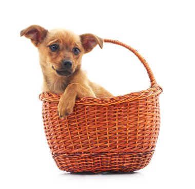 küçük köpek sepeti.