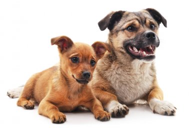 İki köpek izole.