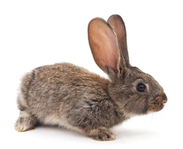 Brauner Hase isoliert. — Stockfoto