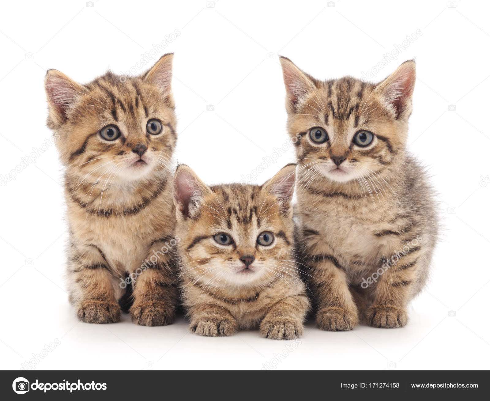 Три Котёнка Скачать