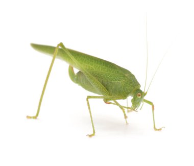 Yeşil çekirge izole.