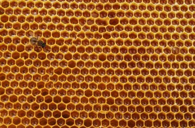 Arı peteği üzerinde.