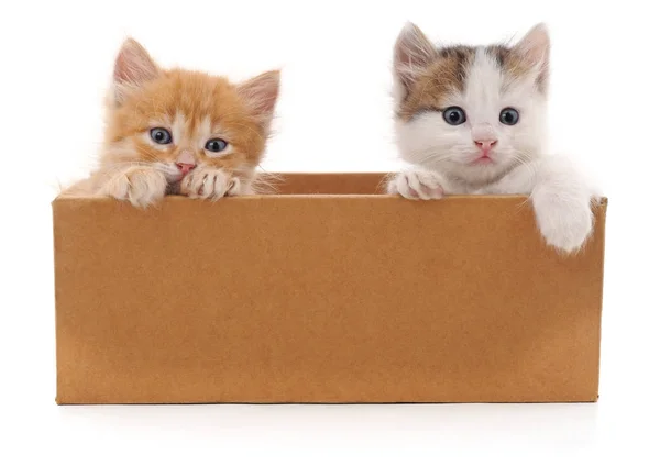 Két macska, egy dobozban. — Stock Fotó