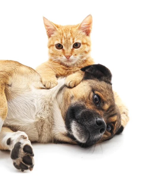 Filhote de cachorro e gatinho . — Fotografia de Stock