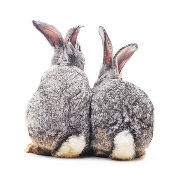 Baby rabbits isolated. — Stock Photo, Image