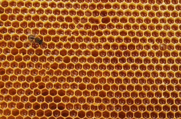Pszczoła na plaster miodu. — Zdjęcie stockowe
