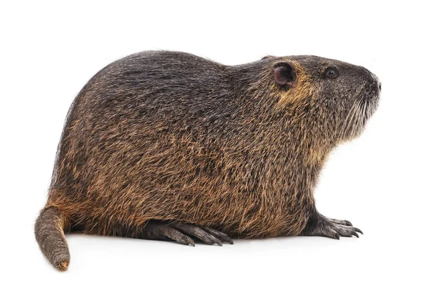 Grande nutria isolado . — Fotografia de Stock