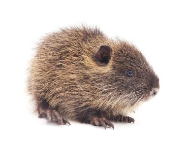 Bebek eğitimin izole.