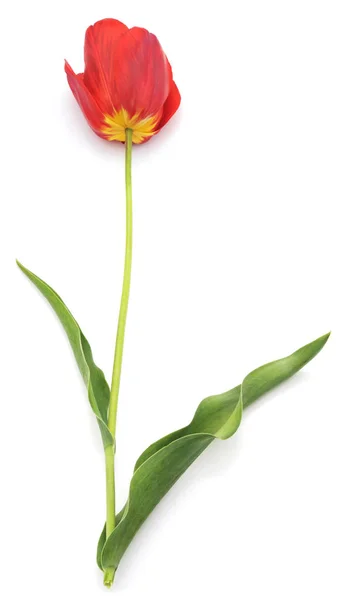 Satu tulip merah . — Stok Foto