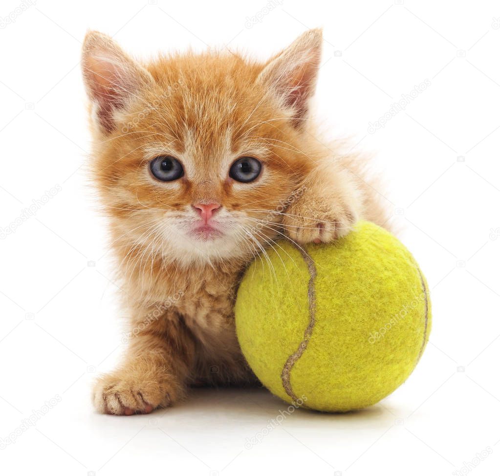 Kitten and ball.