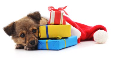 Hediyeler ile köpek yavrusu.