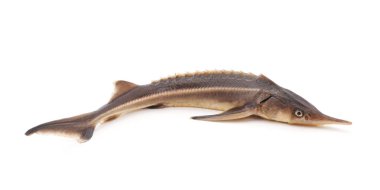 Mersin balığı balık izole.