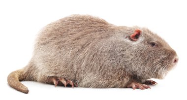 Büyük eğitimin izole.