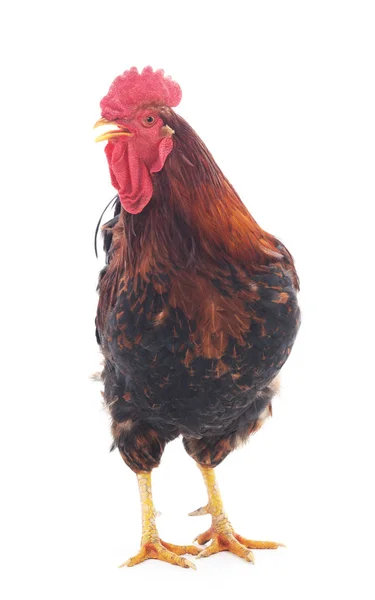 Ayam merah terisolasi . — Stok Foto