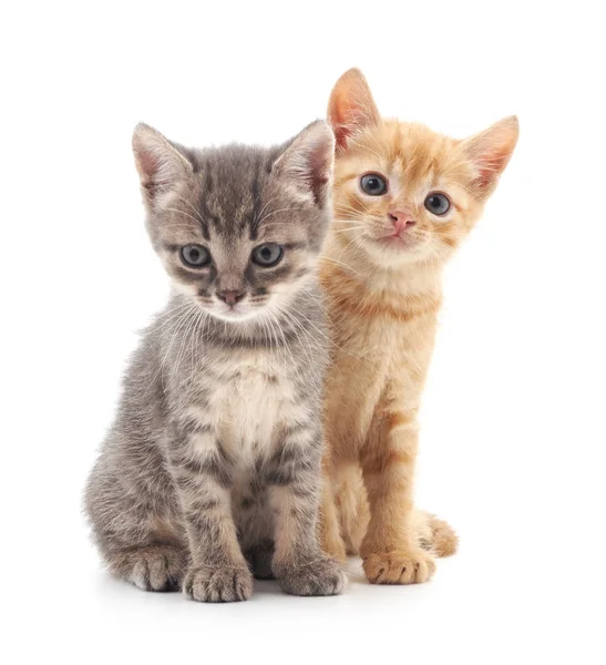 iki küçük yavru kedi.
