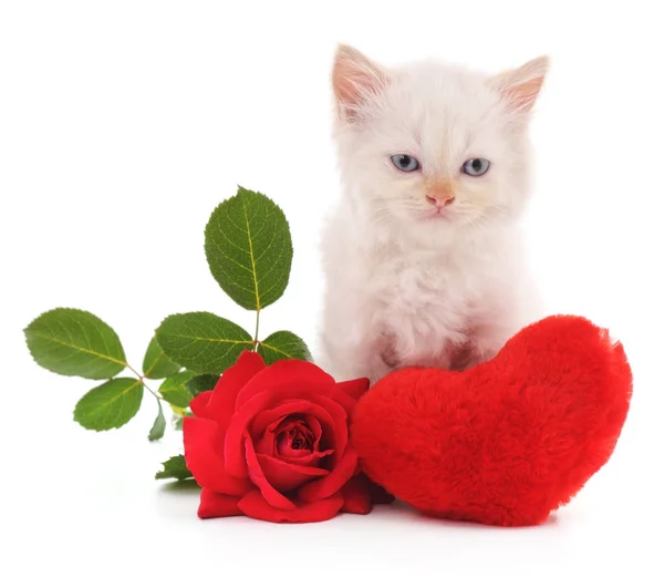 Bílé kotě a rose blízko srdce. — Stock fotografie
