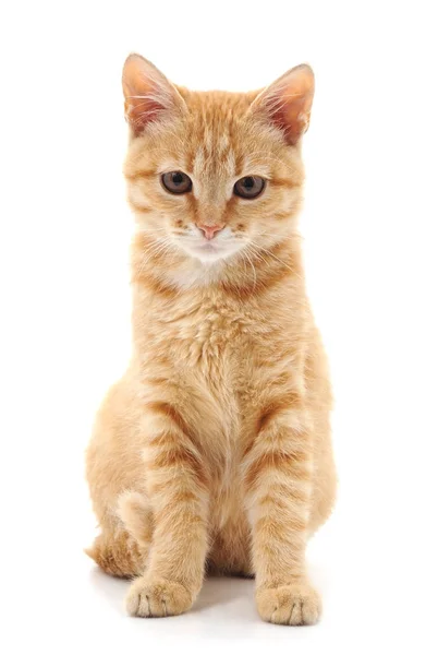 Red little kitten. — Stock Photo, Image