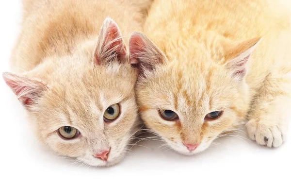 Dois gatinhos . — Fotografia de Stock