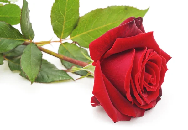 Een rode roos. Stockafbeelding