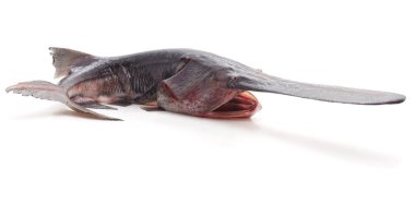 Açık ağız ile ham paddlefish.