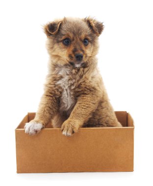 Bir kutu içinde kahverengi köpek yavrusu.