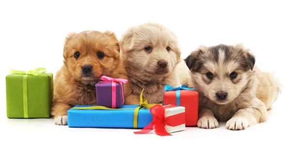 三小狗与礼物. — 图库照片
