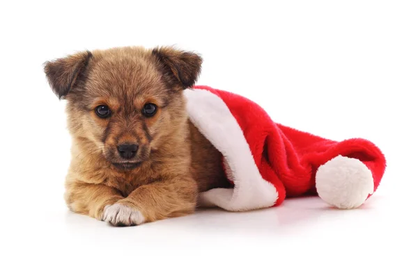 クリスマス帽子の犬. — ストック写真