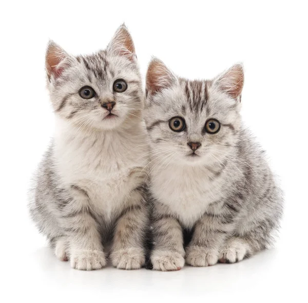 Two gray striped cats. — Stock Photo, Image