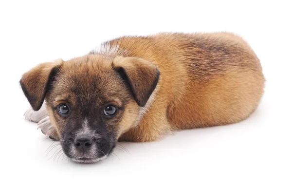 Un cachorrito . — Foto de Stock