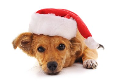 Köpek Noel şapka içinde.