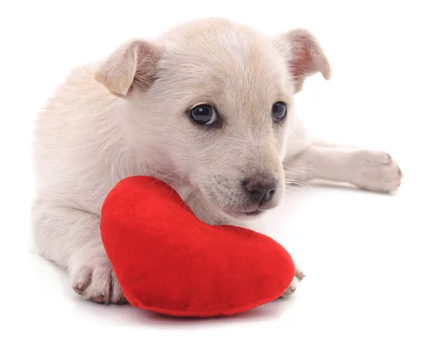 Kalp ile beyaz köpek yavrusu. — Stok fotoğraf