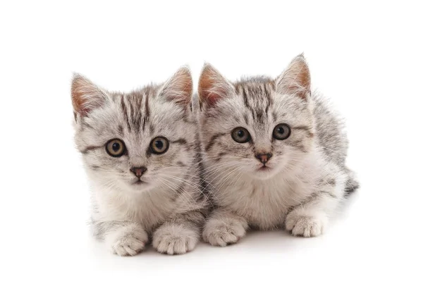 Dos gatitos pequeños . — Foto de Stock