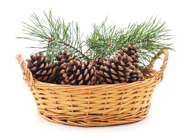Basket with cones and a pine tree. — Stock Photo, Image