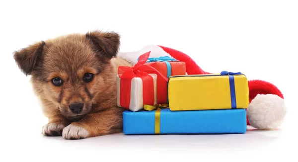 Dog in a Christmas hat and with gifts. — Stock Photo, Image