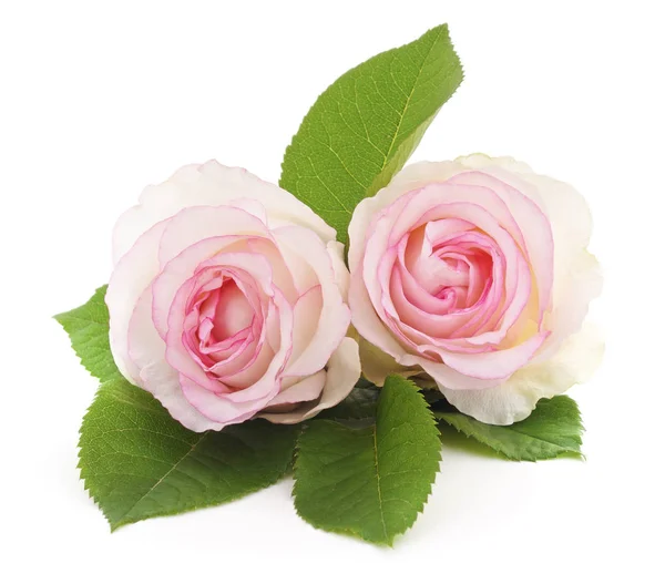 Две белые розы . — стоковое фото