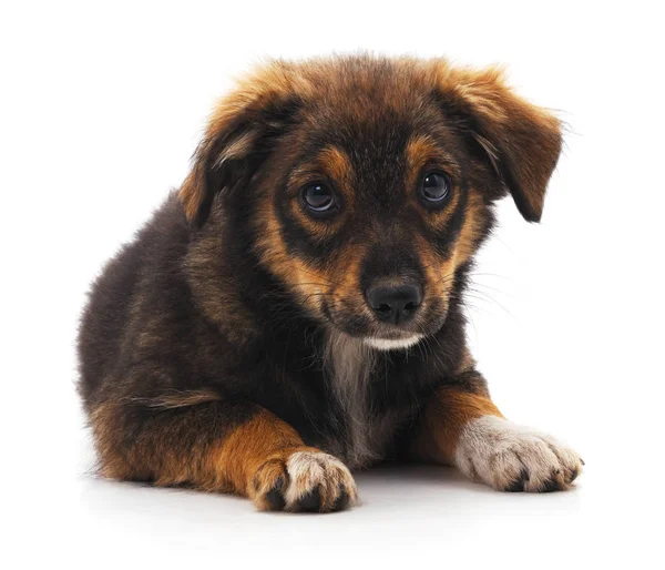 Kahverengi güzel köpek yavrusu. — Stok fotoğraf