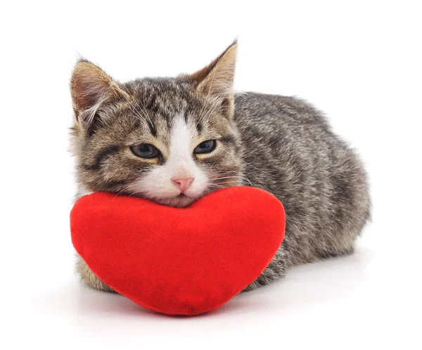 Кіт і червоне серце . — стокове фото