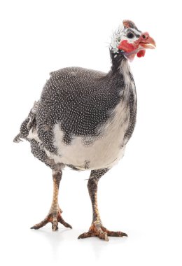 Büyük siyah pintado.