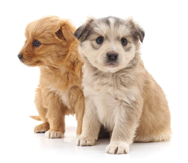 Dois cachorros pequenos . — Fotografia de Stock